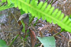 鑲落葉夜蛾 Eudocima homaena