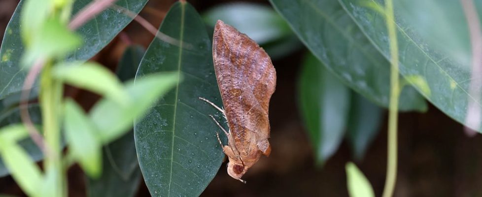 落葉夜蛾 Eudocima phalonia