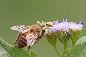 偽弓足伊氏蛛 Ebrechtella pseudovatia