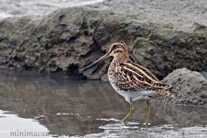 扇尾沙錐 Common Snipe