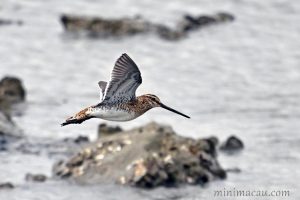 扇尾沙錐 Common Snipe