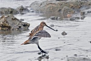 扇尾沙錐 Common Snipe