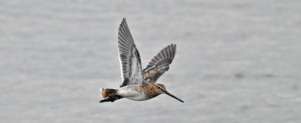 扇尾沙錐 Common Snipe