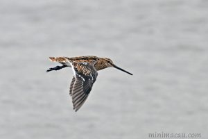 扇尾沙錐 Common Snipe