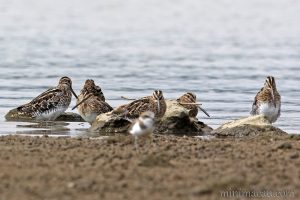 扇尾沙錐 Common Snipe