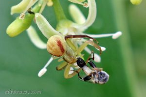 偽弓足伊氏蛛 Ebrechtella pseudovatia