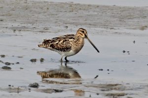 扇尾沙錐 Common Snipe