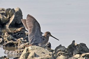 大沙錐 Swinhoe’s Snipe