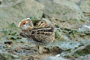 大沙錐 Swinhoe’s Snipe