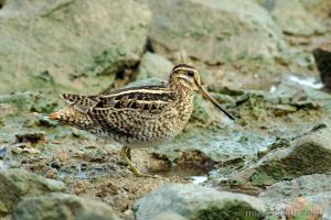 大沙錐 Swinhoe’s Snipe