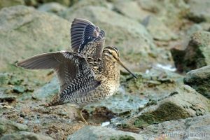 大沙錐 Swinhoe’s Snipe