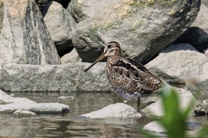 大沙錐 Swinhoe’s Snipe