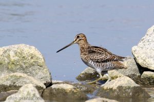 大沙錐 Swinhoe’s Snipe