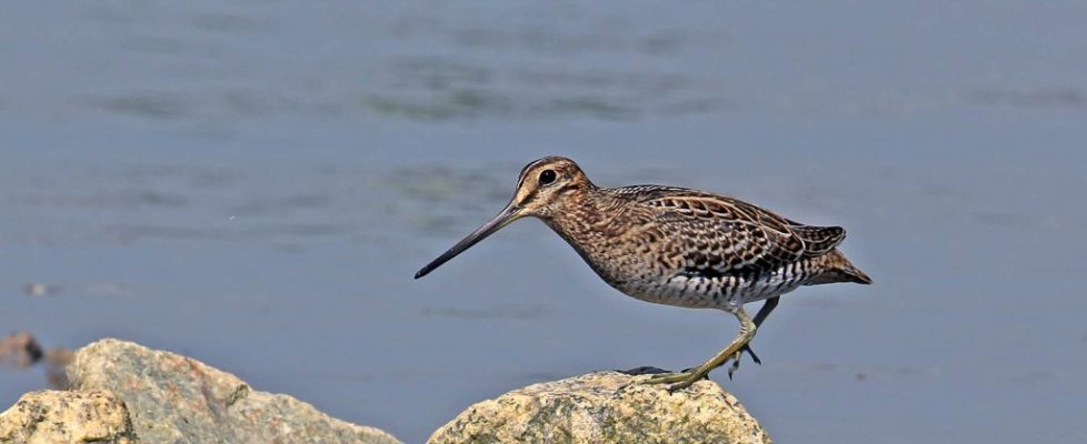 大沙錐 Swinhoe’s Snipe