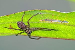 白額高腳蛛 Heteropoda venatoria
