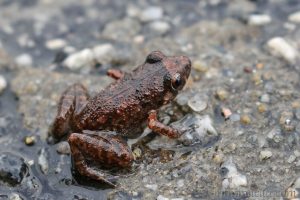 溫室蟾 Eleutherodactylus planirostris