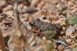 溫室蟾 Eleutherodactylus planirostris