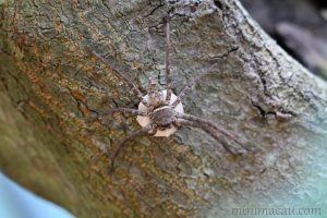 白額高腳蛛 Heteropoda venatoria