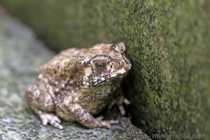 黑眶蟾蜍 Duttaphrynus melanostictus