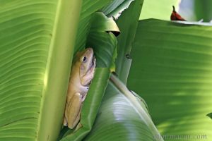 斑腿泛樹蛙Brown Tree FrogPolypedates megacephalus