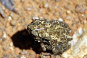 黑眶蟾蜍 Duttaphrynus melanostictus