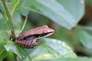 沼水蛙 Sylvirana guentheri