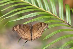 鉤翅眼蛺蝶 Junonia iphita