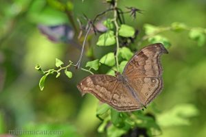 鉤翅眼蛺蝶 Junonia iphita