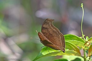 鉤翅眼蛺蝶 Junonia iphita