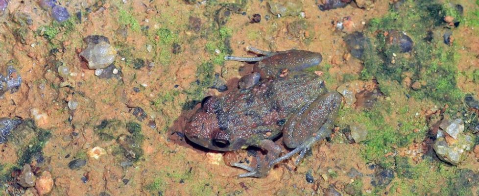 溫室蟾 Eleutherodactylus planirostris