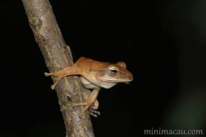 斑腿泛樹蛙 Polypedates megacephalus