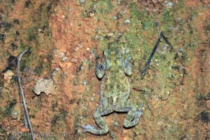 黑眶蟾蜍 Duttaphrynus melanostictus