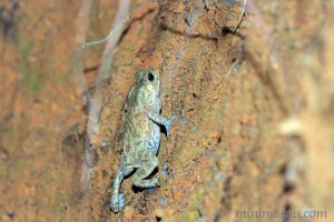 黑眶蟾蜍 Duttaphrynus melanostictus