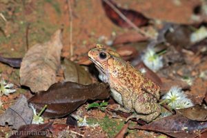 黑眶蟾蜍 Duttaphrynus melanostictus
