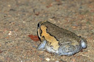 花狹口蛙 Kaloula pulchra