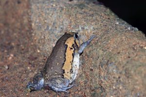 花狹口蛙 Kaloula pulchra