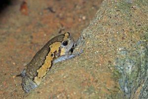 花狹口蛙 Kaloula pulchra