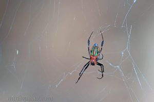 方格銀鱗蛛 Leucauge tessellata