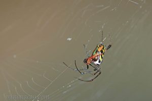 方格銀鱗蛛 Leucauge tessellata