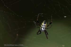 方格銀鱗蛛 Leucauge tessellata