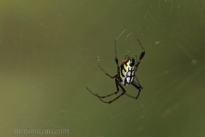方格銀鱗蛛 Leucauge tessellata