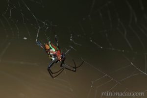 方格銀鱗蛛 Leucauge tessellata