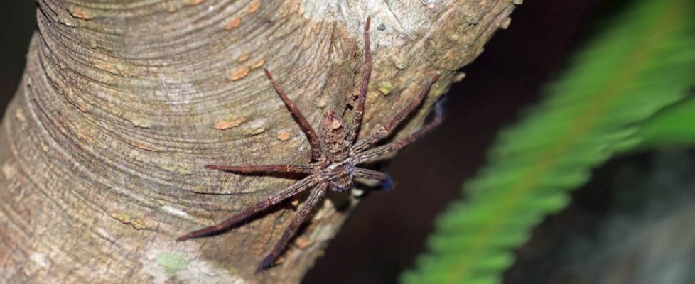 白額高腳蛛 Heteropoda venatoria