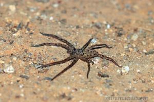 白額高腳蛛 Heteropoda venatoria