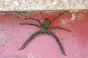白額高腳蛛 Heteropoda venatoria