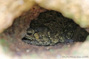 黑眶蟾蜍 Duttaphrynus melanostictus