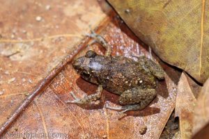 溫室蟾 Eleutherodactylus planirostris