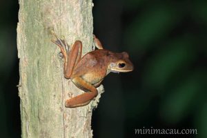斑腿泛樹蛙 Polypedates megacephalus
