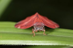 廣翅蠟蟬 Ricania sp.