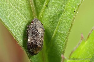 赭點扁葉蟬 Penthimia maculosa